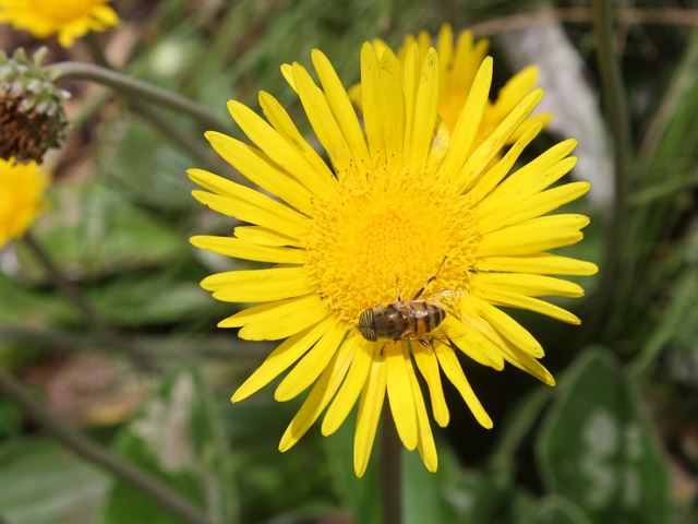 Haplocarpha scaposa with bee fly pollinator RH grassland